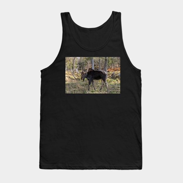 Moose in the fall woods Tank Top by josefpittner